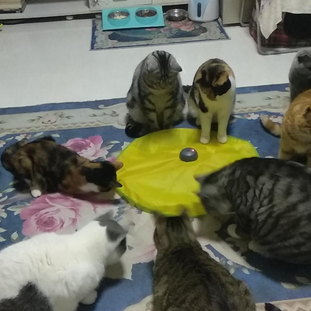 NOVEDOSO JUEGO INTERACTIVO PARA GATOS