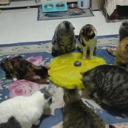 NOVEDOSO JUEGO INTERACTIVO PARA GATOS